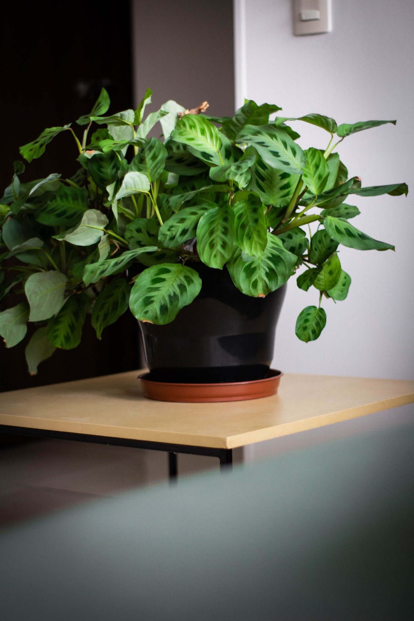 Plante verte posée sur une table